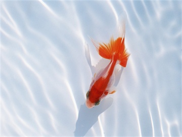 成都公积金提取攻略，条件、流程全解析