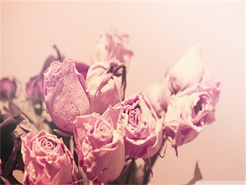 创业板新股停牌时间及解析