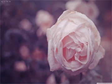 黄子佼与所有被害人达成和解，再次诚恳道歉