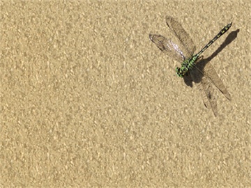 成都市社保查询指南