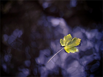 电话车险购买攻略