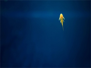 黄子佼与所有被害人达成和解，再次诚恳道歉